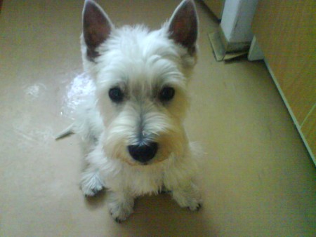 Max po prvom strihaní